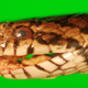 A milk snake showing signs of SFD. (Image: USGS National Wildlife Health Center/D.E. Green)